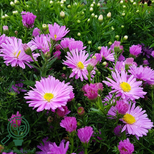 Aster dumosus 'Herbstgruss vom Bresserhof,' Aster