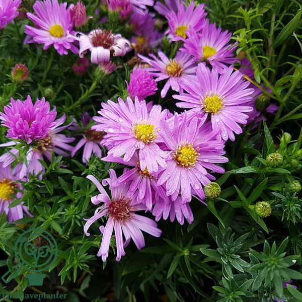 Aster dumosus 'Herbstgruss vom Bresserhof,' Aster