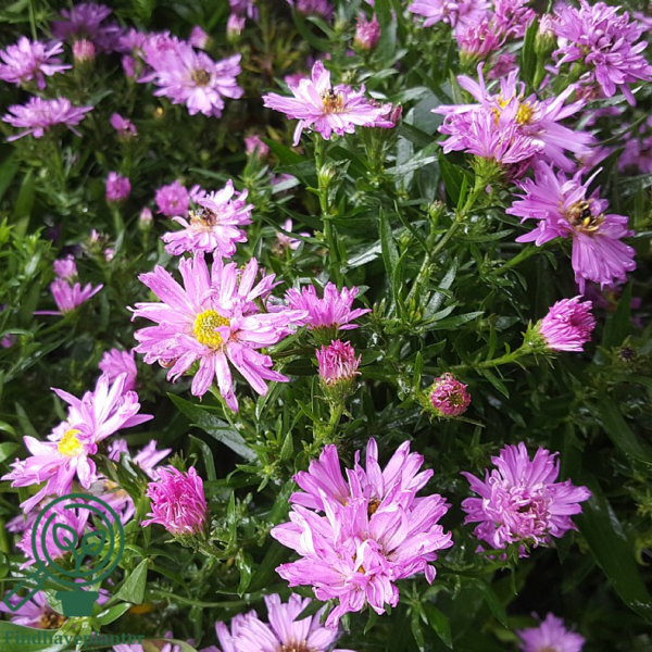 Aster dumosus 'Herbstgruss vom Bresserhof,' Aster