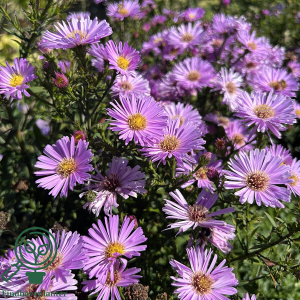 Aster dumosus 'Herbstgruss vom Bresserhof,' Aster