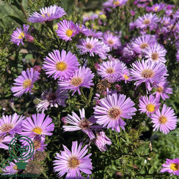 Aster dumosus 'Herbstgruss vom Bresserhof,' Aster