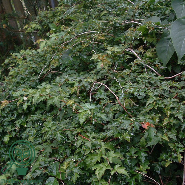 Stephanandra incisa ’Crispa’, Kranstop (barrods)