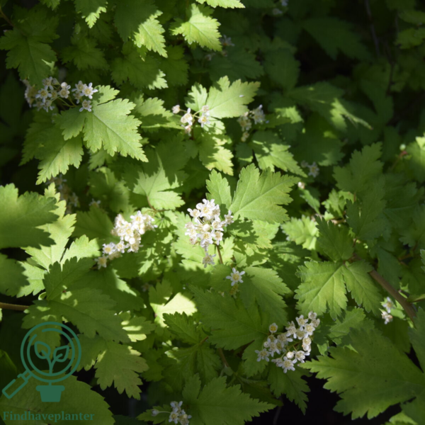 Stephanandra incisa ’Crispa’, Kranstop (barrods)