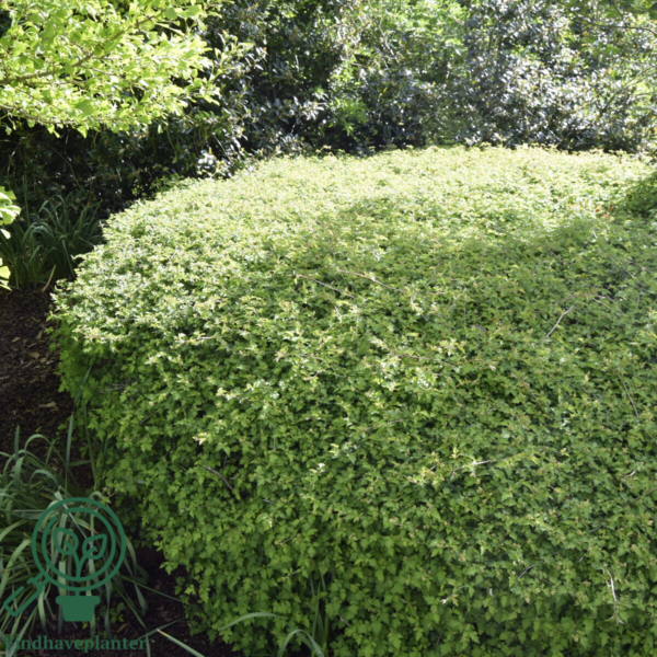 Stephanandra incisa ’Crispa’, Kranstop (barrods)