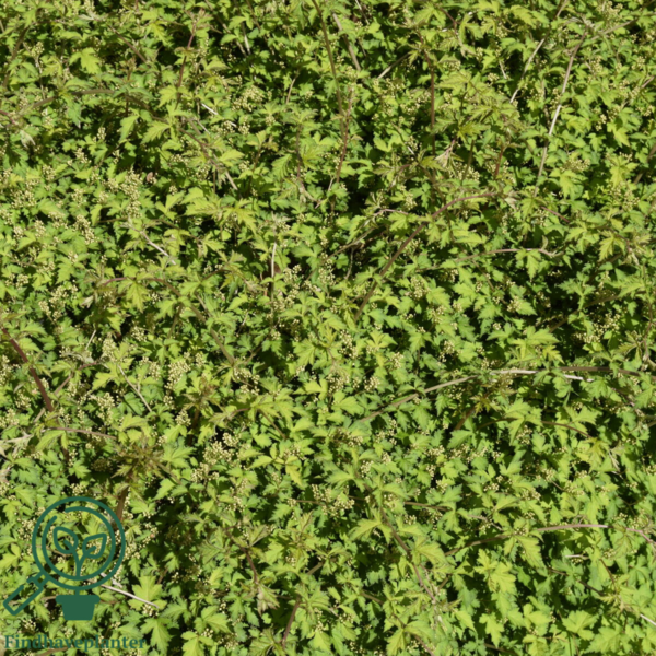 Stephanandra incisa ’Crispa’, Kranstop (barrods)