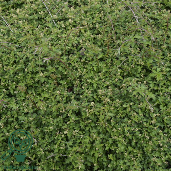 Stephanandra incisa ’Crispa’, Kranstop (barrods)