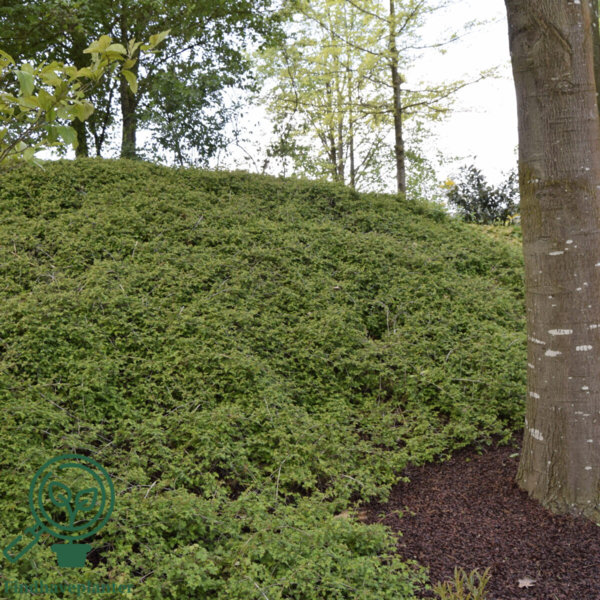 Stephanandra incisa ’Crispa’, Kranstop (barrods)