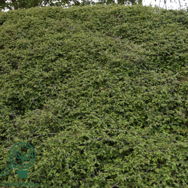 Stephanandra incisa ’Crispa’, Kranstop (barrods)