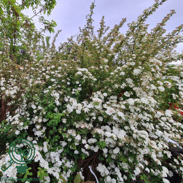 Spiraea vanhouttei, Buketspiraea (barrods)