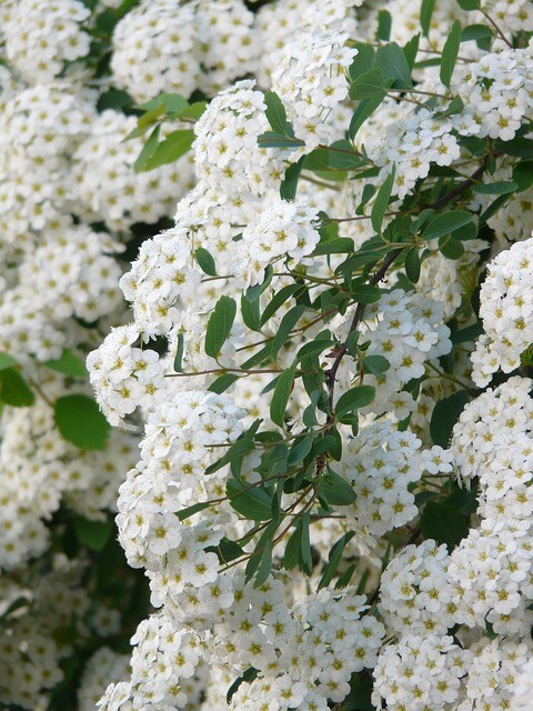 Spiraea vanhouttei, Buketspiraea (barrods)