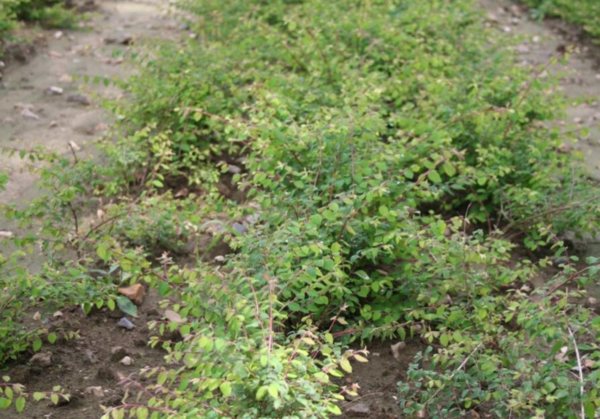 Symphoricarpos chenaultii ’Hancock’, Rød snebær (barrods)