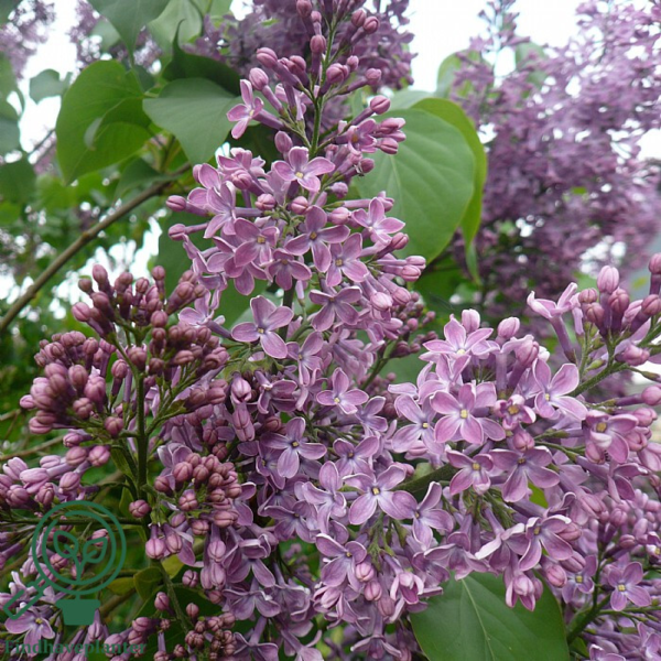 Syringa vulgaris, Alm syren (barrods)