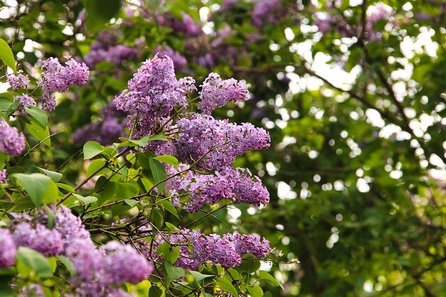 Syringa vulgaris, Alm syren (barrods)