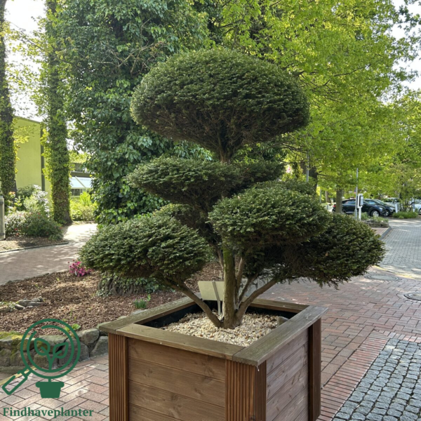 Taxus baccata, Alm. taks (barrods)