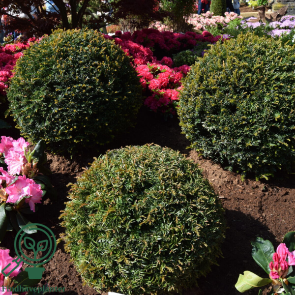 Taxus baccata, Alm. taks (barrods)