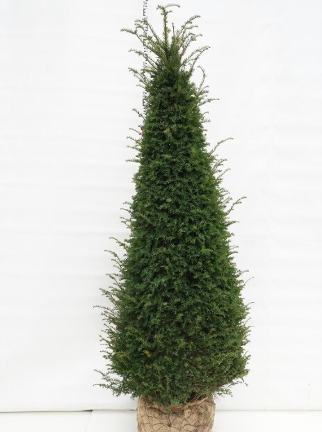 Taxus baccata, Alm. taks (barrods)