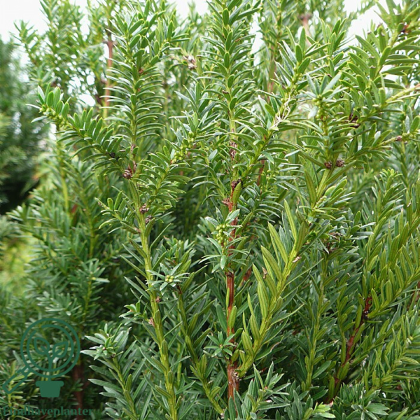 Taxus media 'Hillii', Taks (barrods)