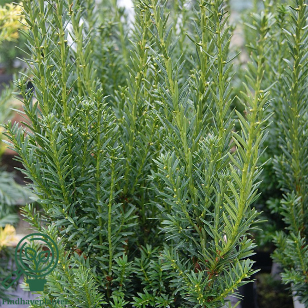 Taxus media 'Hillii', Taks (barrods)