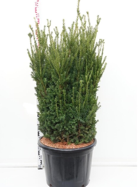 Taxus media 'Hillii', Taks (barrods)