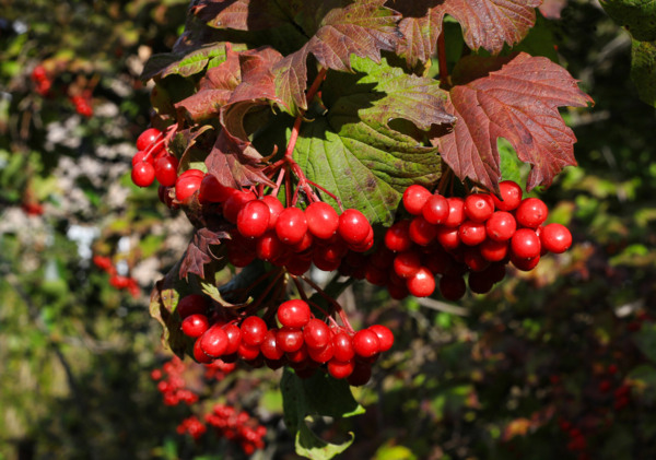 Viburnum opulus, Kvalkved (barrods)