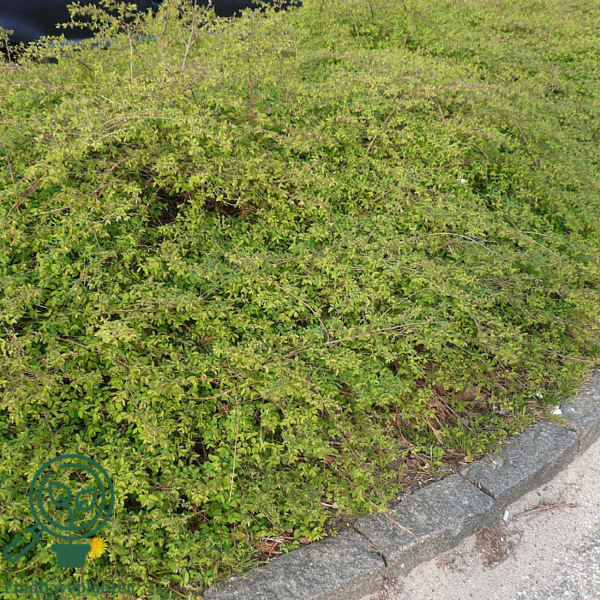 Symphoricarpus chenaultii, Rød snebær (barrods)