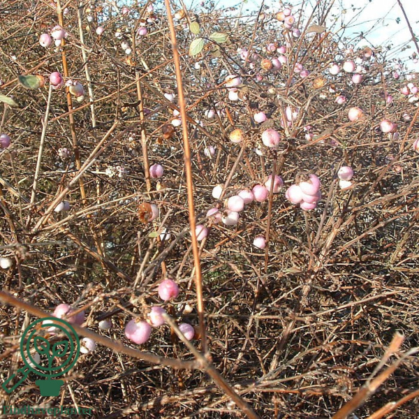 Symphoricarpus chenaultii, Rød snebær (barrods)