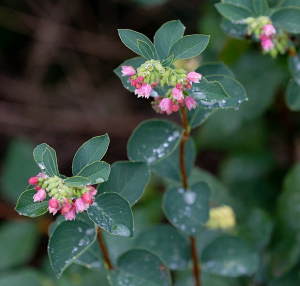 Symphoricarpus chenaultii, Rød snebær (barrods)