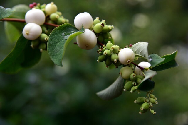 Symphoricarpos albus, Alm. snebær (barrods)