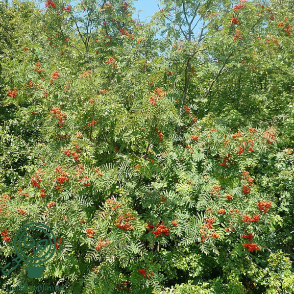 Sorbus aucuparia, Alm. røn (barrods)