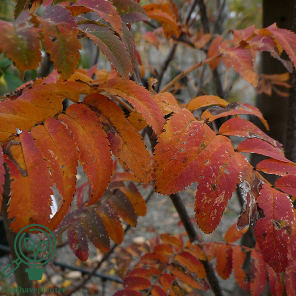 Sorbus aucuparia, Alm. røn (barrods)