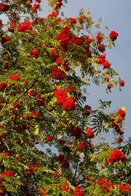 Sorbus aucuparia, Alm. røn (barrods)