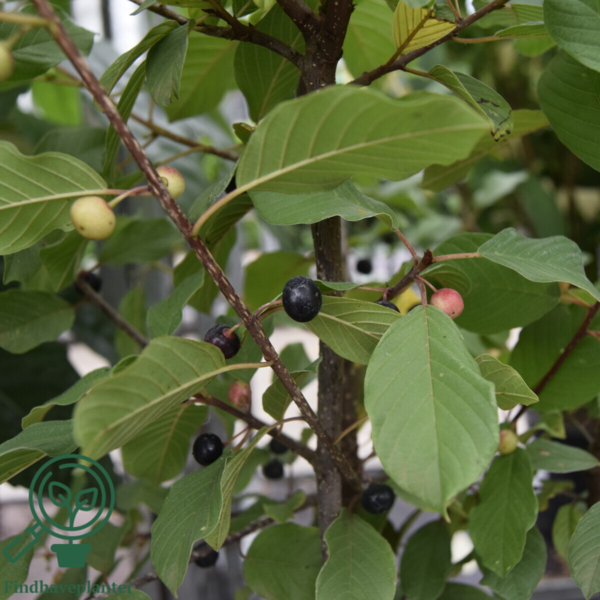 Rhamnus frangula, Tørst (barrods)