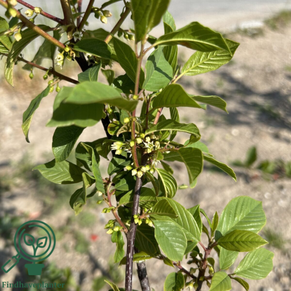Rhamnus frangula, Tørst (barrods)