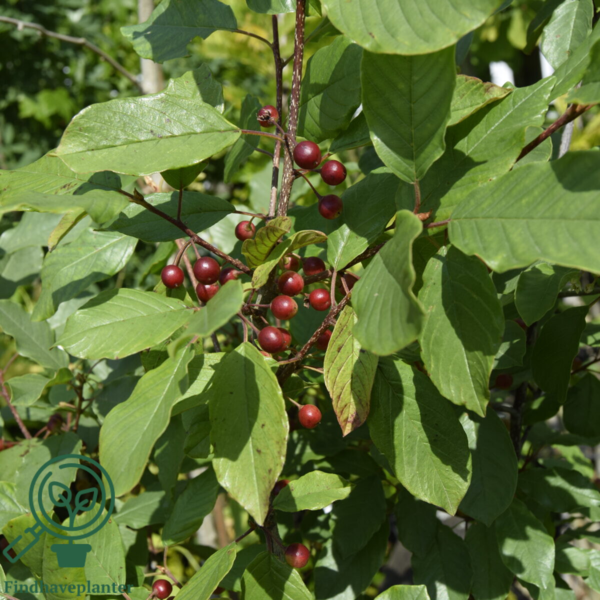 Rhamnus frangula, Tørst (barrods)