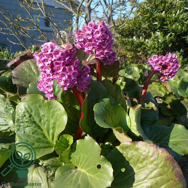 Bergenia cordifolia 'Rotblum', Kæmpe-Stenbræk