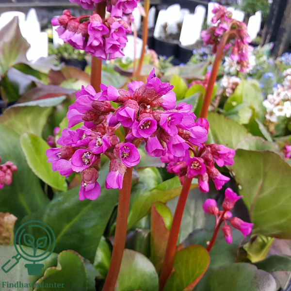 Bergenia cordifolia 'Rotblum', Kæmpe-Stenbræk