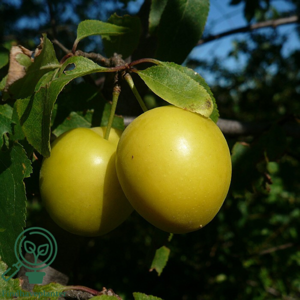 Prunus cerasifera, Mirabel (barrods)