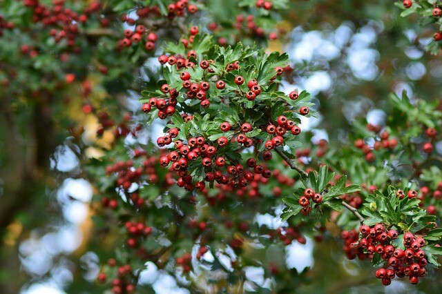 Crataegus intricata, Skarlagentjørn (barrods)