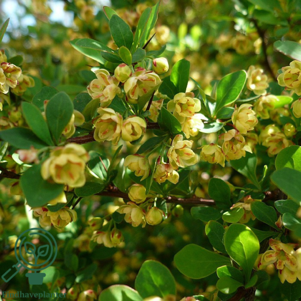 Berberis thunbergii, Grøn berberis (barrods)