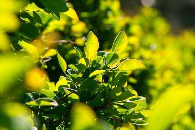 Berberis thunbergii, Grøn berberis (barrods)