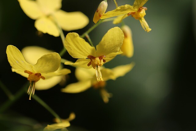 Berberis thunbergii, Grøn berberis (barrods)