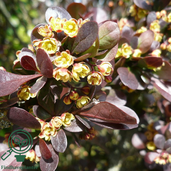 Berberis thungbergii 'Atropurpurea', Rød berberis (barrods)