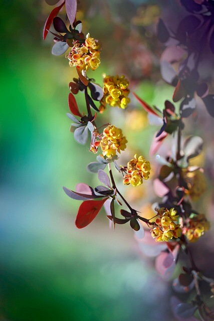 Berberis thungbergii 'Atropurpurea', Rød berberis (barrods)