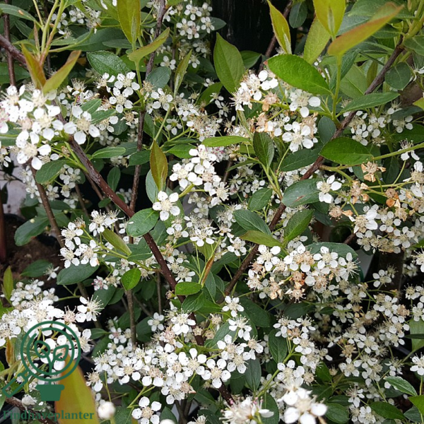 Aronia mel. 'Hugin', Storfrugtet surbær (barrods)
