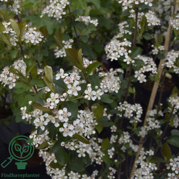 Aronia mel. 'Hugin', Storfrugtet surbær (barrods)