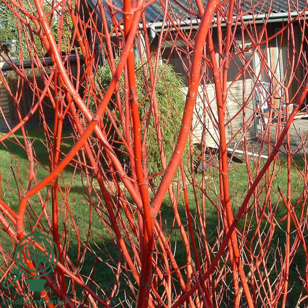 Cornus alba 'Sibirica, Kornel, Rødgrenet (barrods)