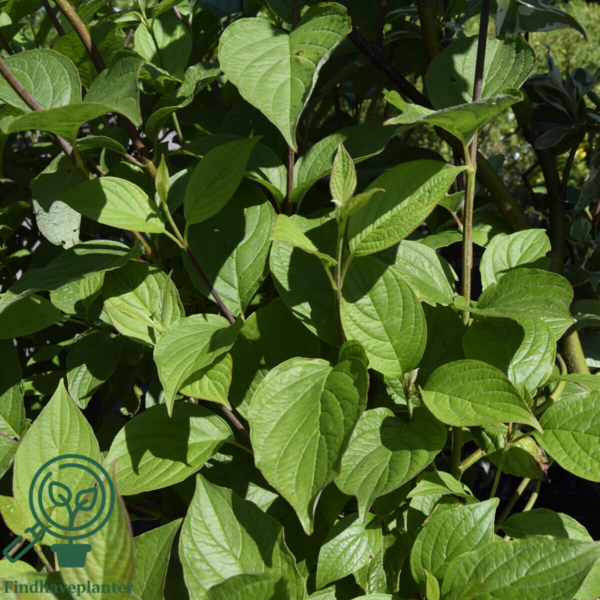 Cornus alba 'Sibirica, Kornel, Rødgrenet (barrods)
