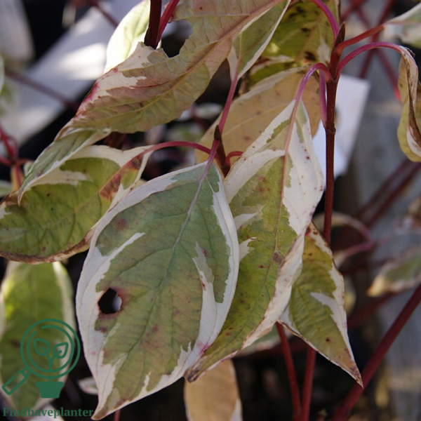 Cornus alba 'Elegantissima', Hvidbroget kornel (barrods)