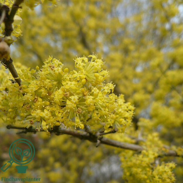 Cornus mas, Kirsebærkornel (barrods)