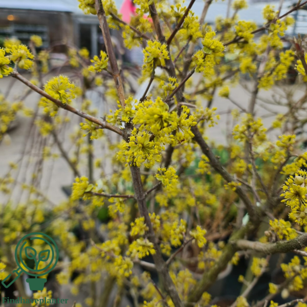 Cornus mas, Kirsebærkornel (barrods)